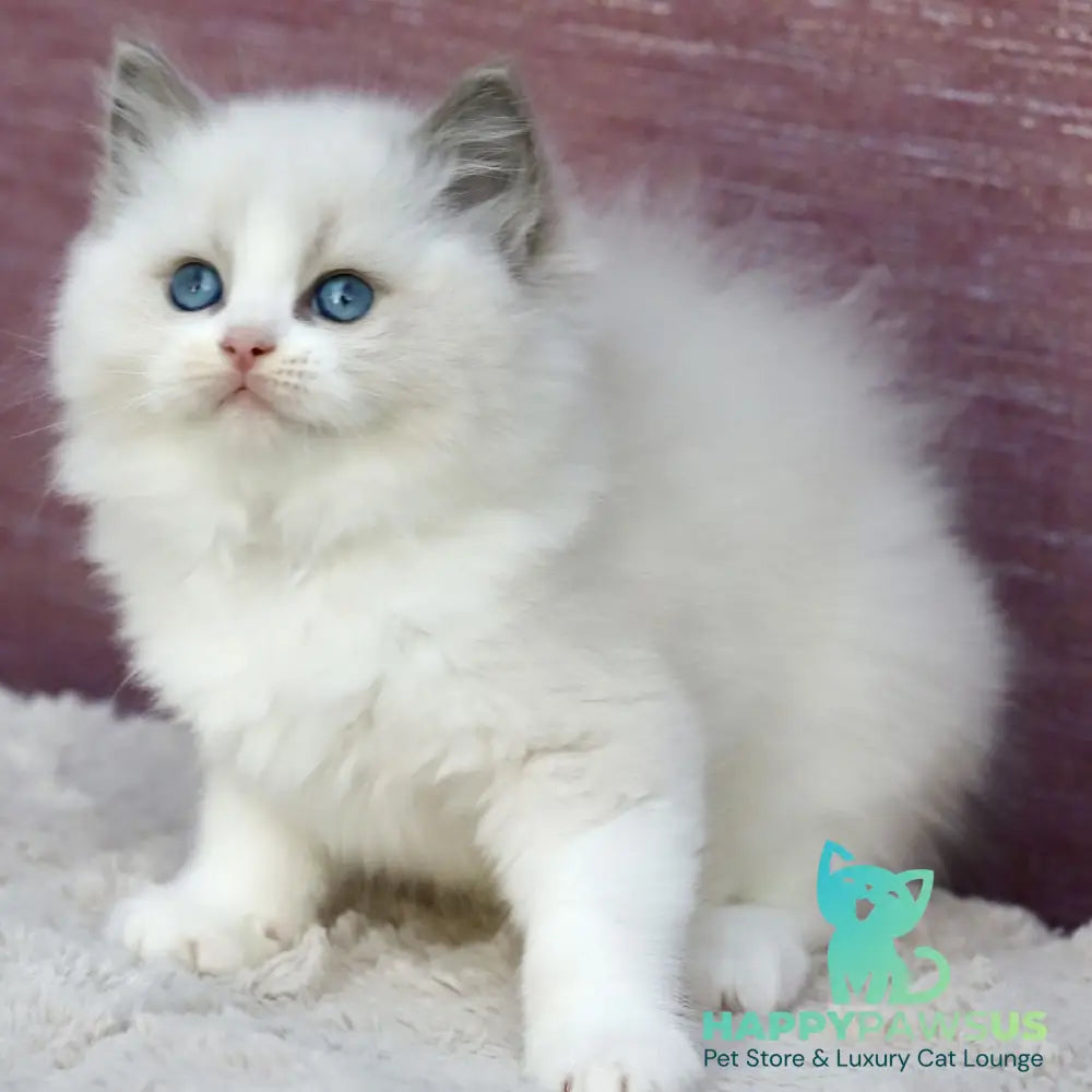 Lincoln Ragdoll male blue bicolour - live animals