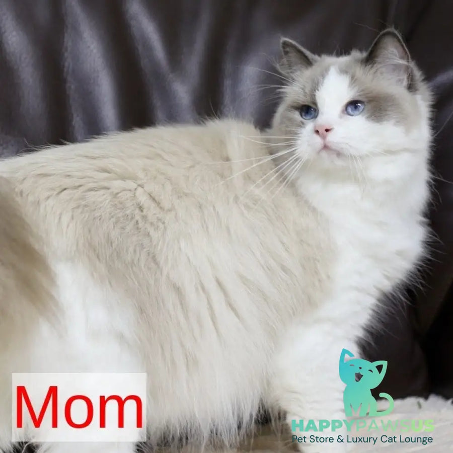 Lincoln Ragdoll male blue bicolour - live animals