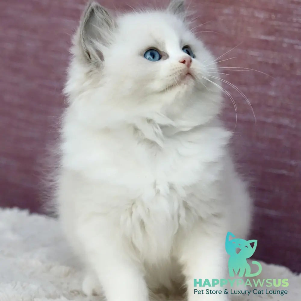 Lincoln Ragdoll male blue bicolour - live animals