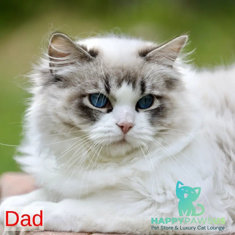 Lincoln Ragdoll male blue bicolour - live animals