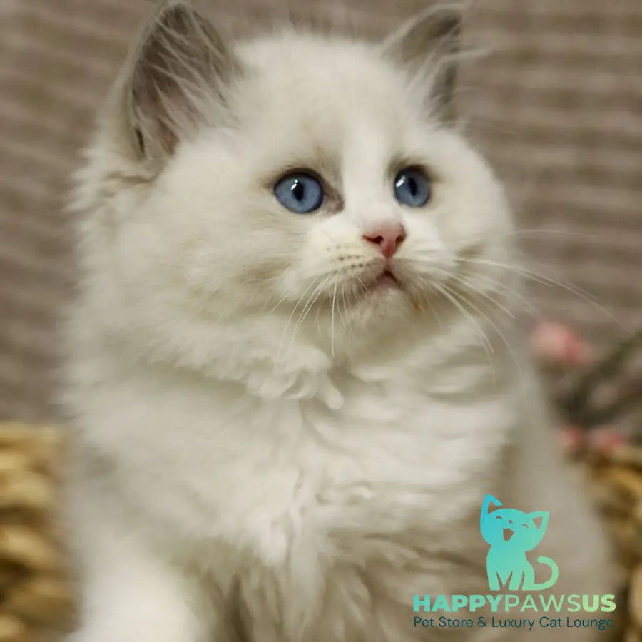 Lincoln Ragdoll male blue bicolour - live animals