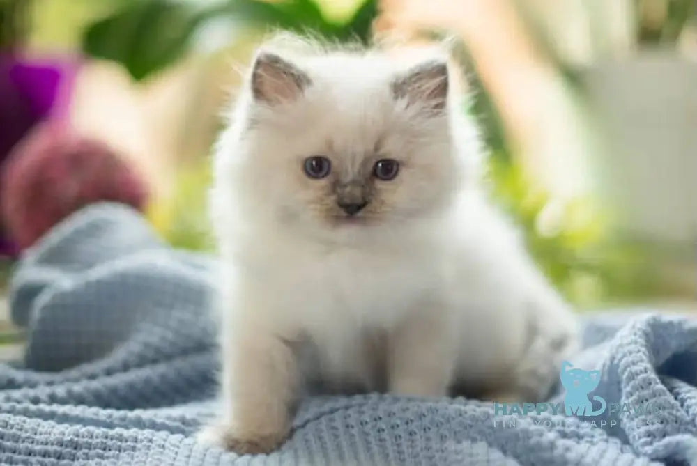 Lincoln Ragdoll male blue mitted live animals