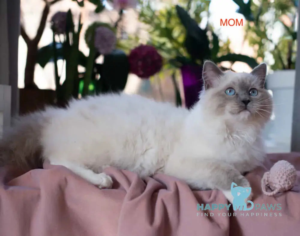 Lincoln Ragdoll male blue mitted live animals
