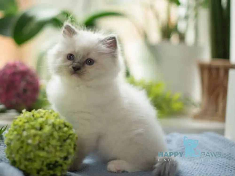 Lincoln Ragdoll male blue mitted live animals