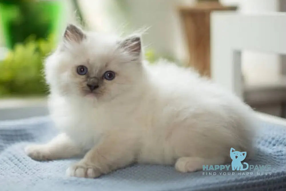 Lincoln Ragdoll male blue mitted live animals