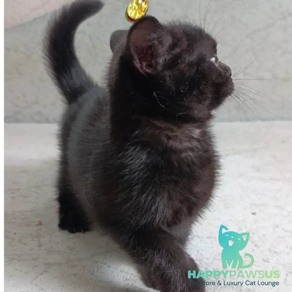 Linda British Shorthair female black - live animals
