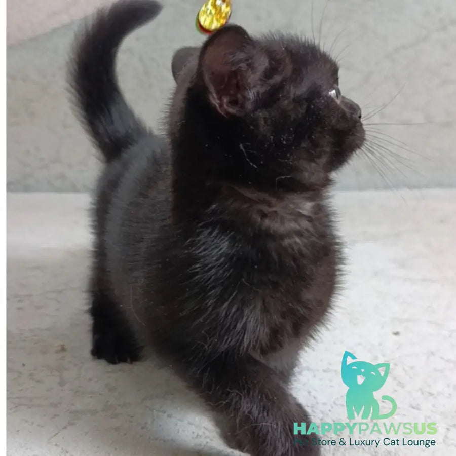 Linda British Shorthair female black - live animals