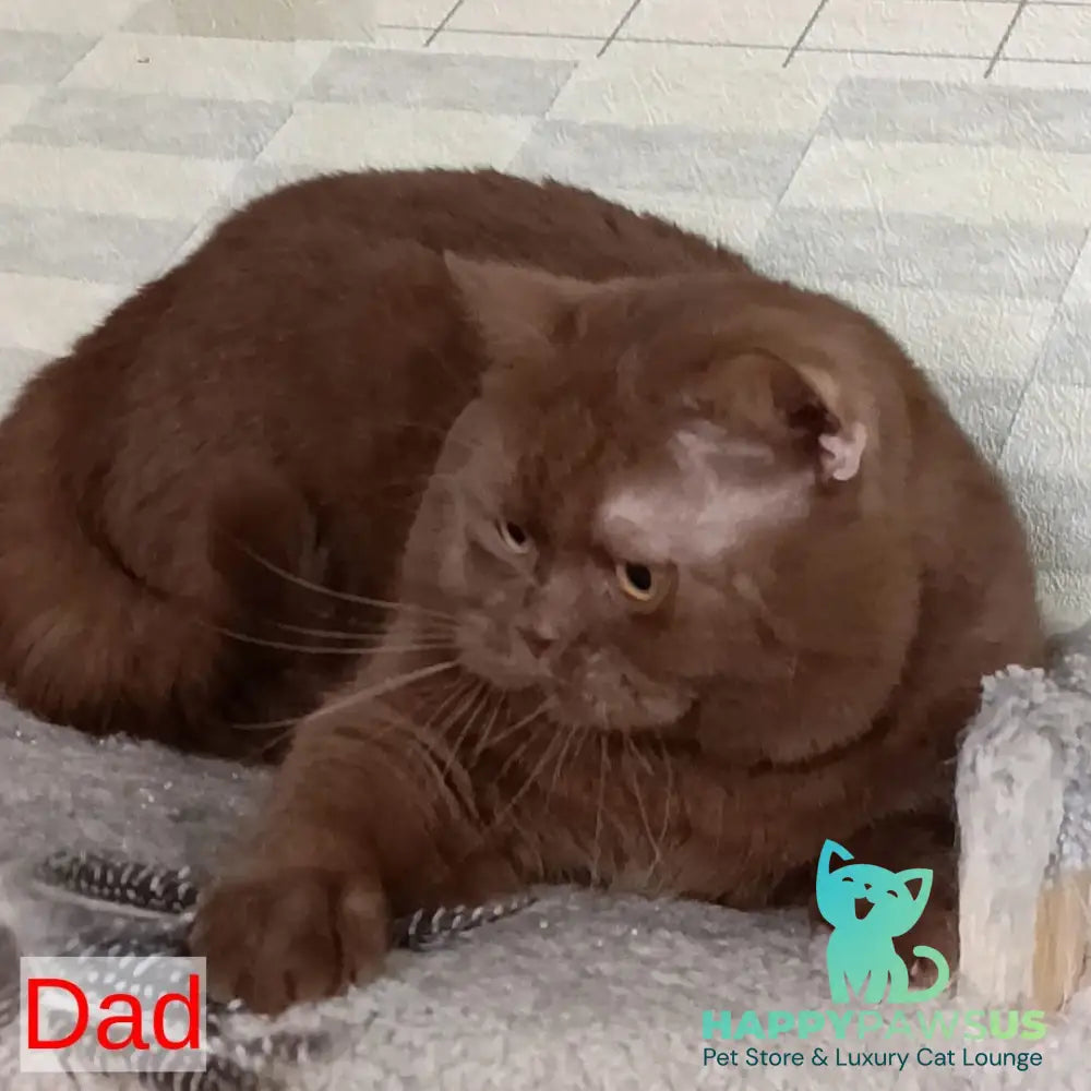 Linda British Shorthair female black - live animals