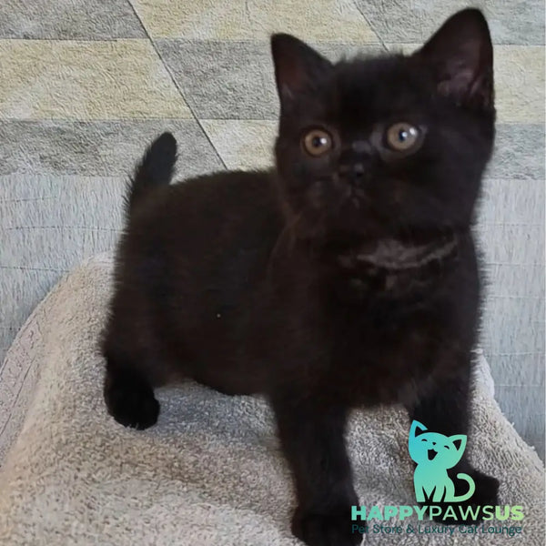 Linda British Shorthair female black - live animals