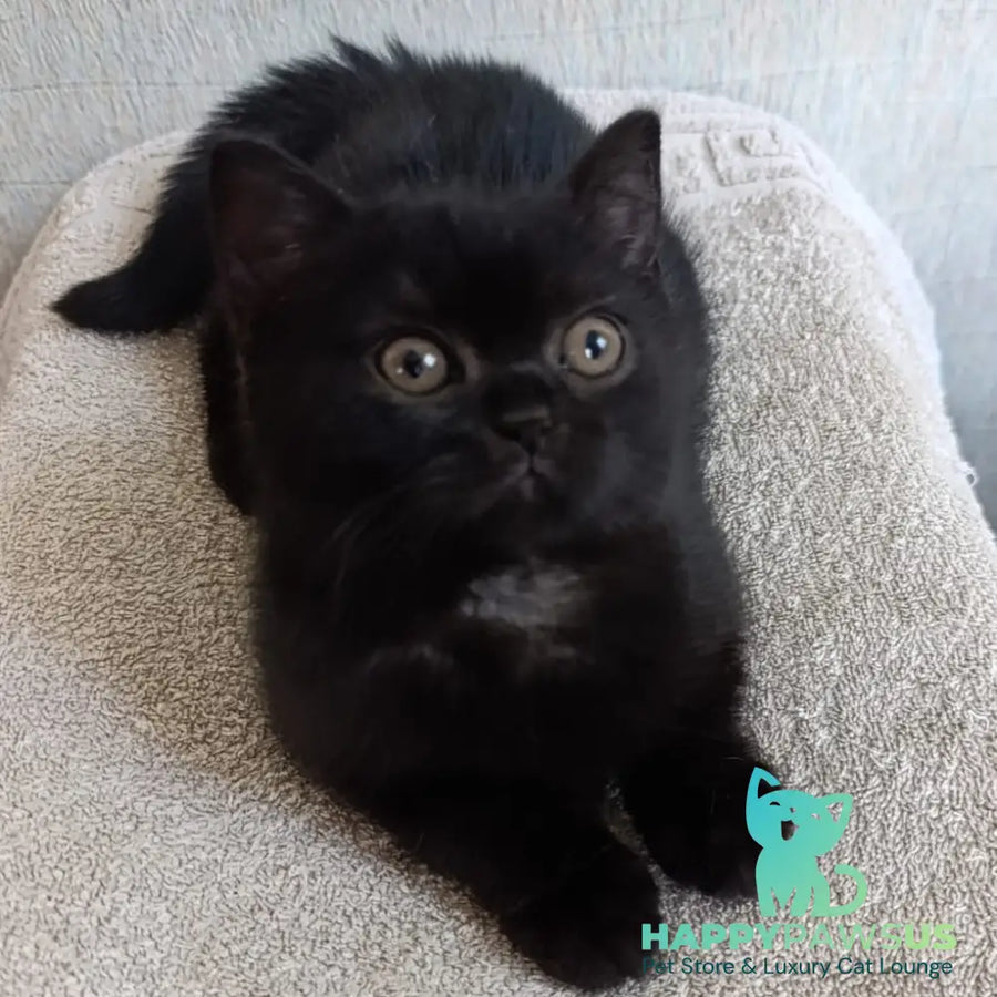 Linda British Shorthair female black - live animals