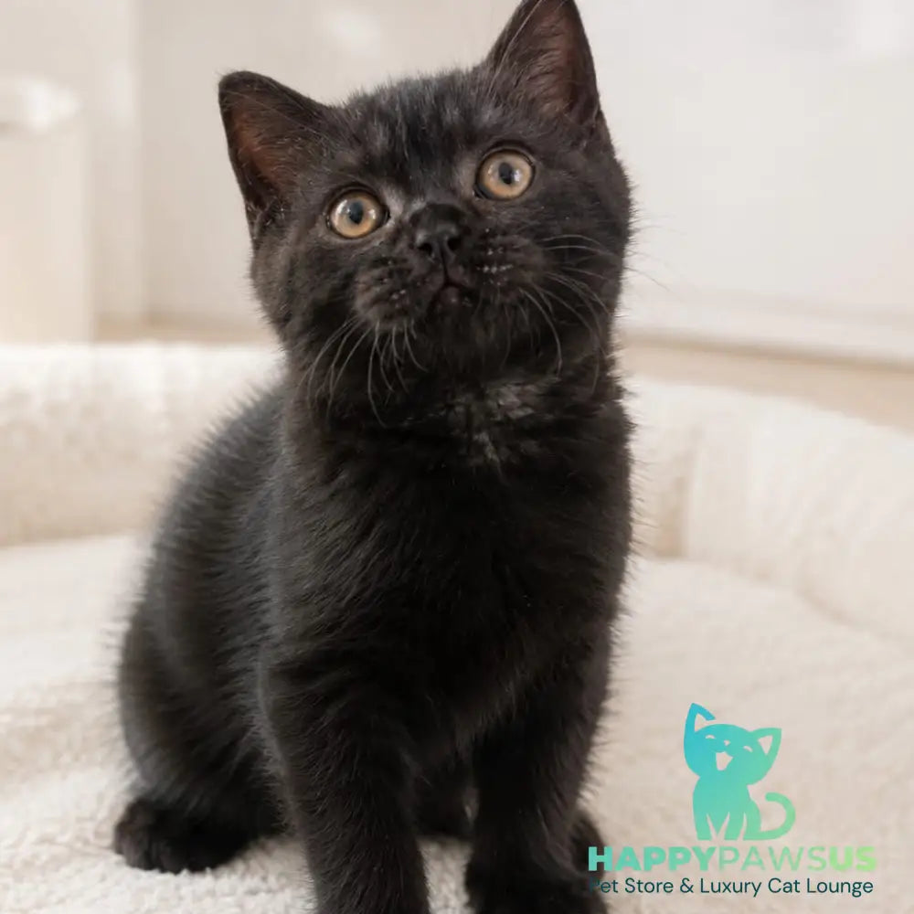 Linda British Shorthair female black - live animals