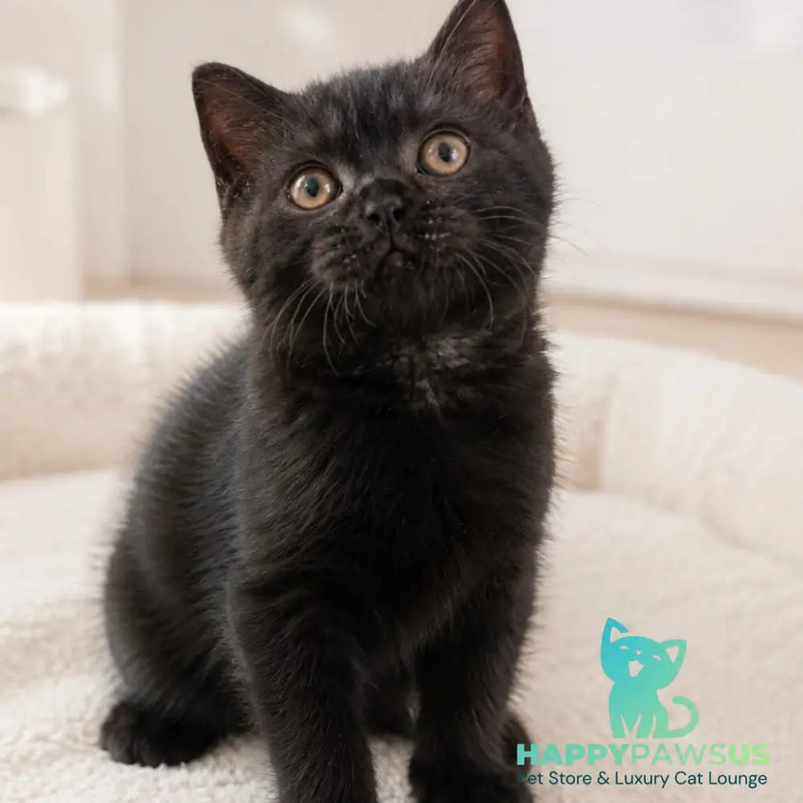 Linda British Shorthair female black - live animals