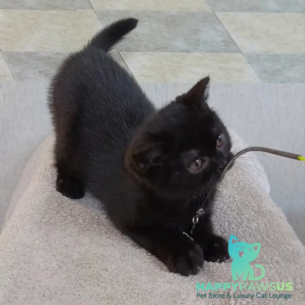 Linda British Shorthair female black - live animals