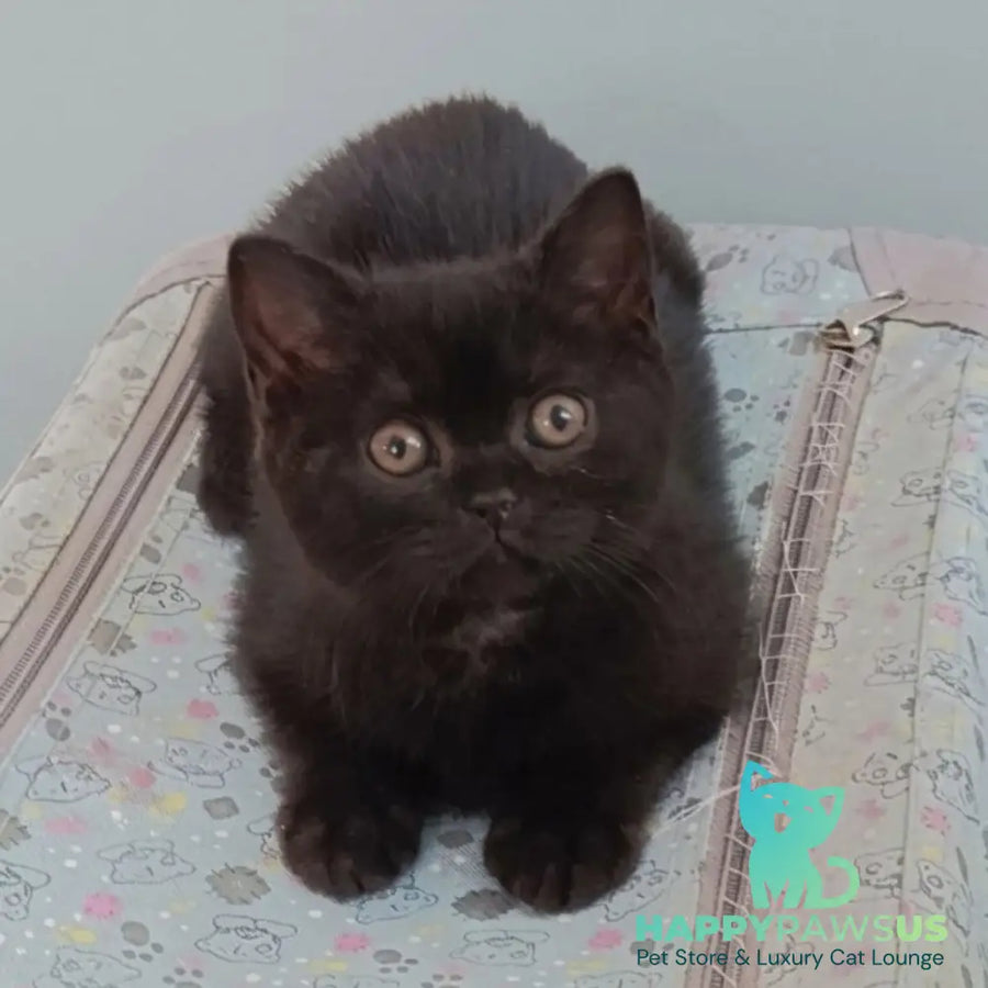 Linda British Shorthair female black - live animals
