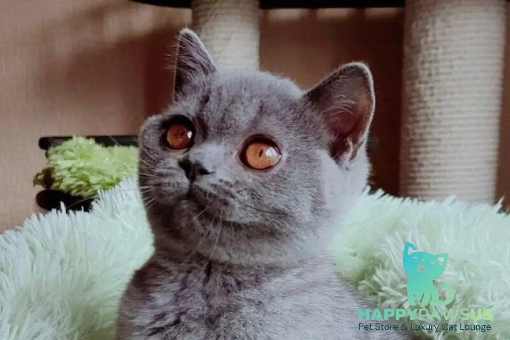 Linda British Shorthair female blue live animals