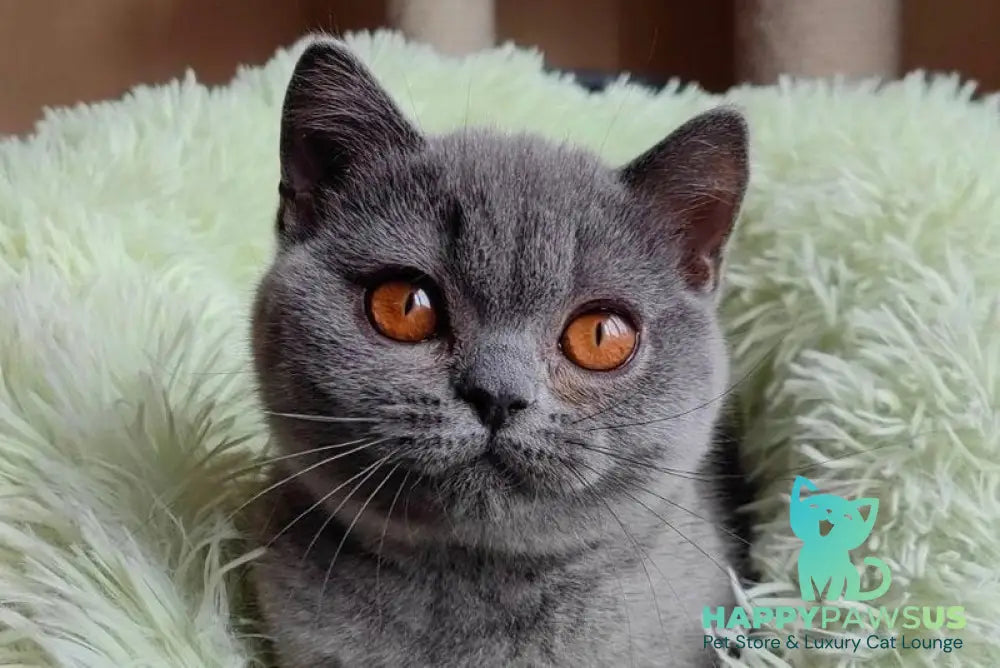 Linda British Shorthair female blue live animals