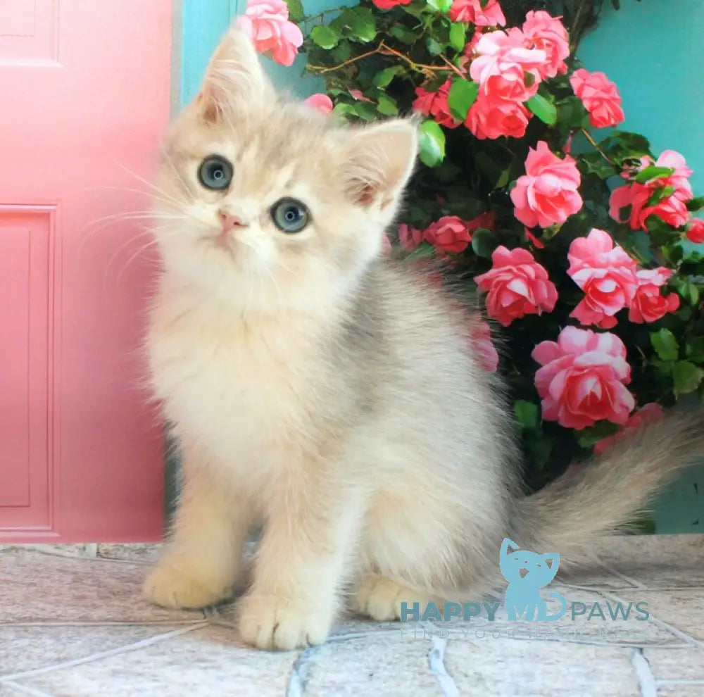 Linda British Shorthair female blue golden chinchilla live animals