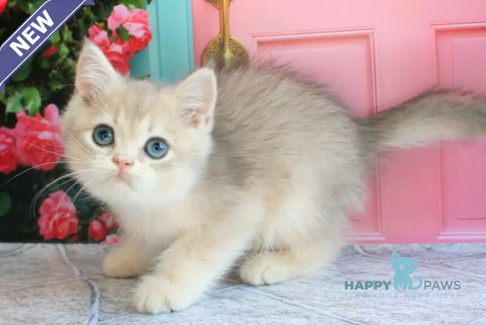 Linda British Shorthair female blue golden chinchilla live animals