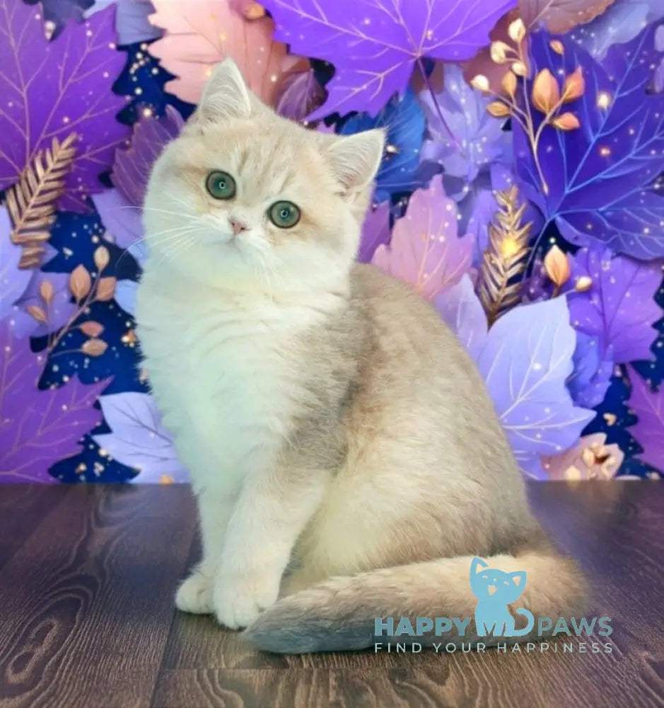 Linda British Shorthair female blue golden chinchilla live animals