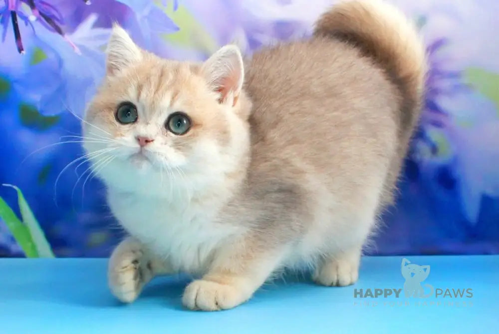 Linda British Shorthair female blue golden chinchilla live animals