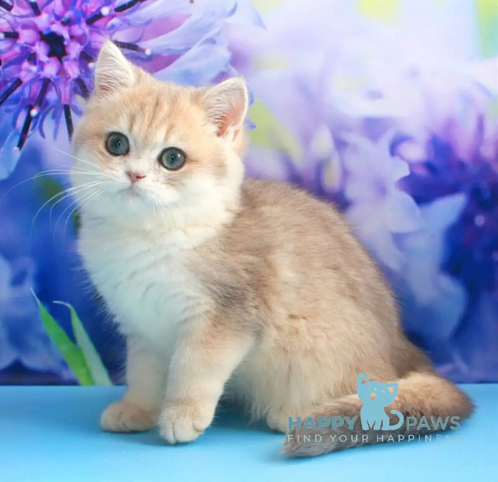 Linda British Shorthair female blue golden chinchilla live animals