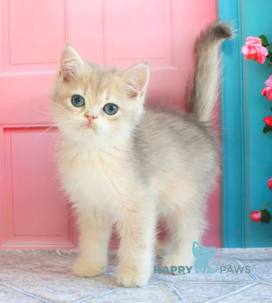 Linda British Shorthair female blue golden chinchilla live animals
