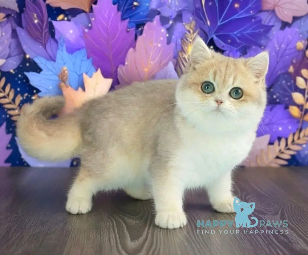 Linda British Shorthair female blue golden chinchilla live animals