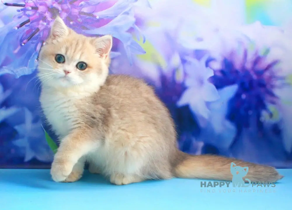 Linda British Shorthair female blue golden chinchilla live animals