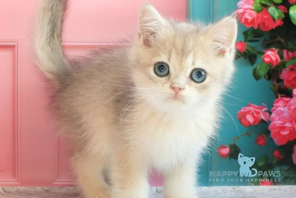 Linda British Shorthair female blue golden chinchilla live animals