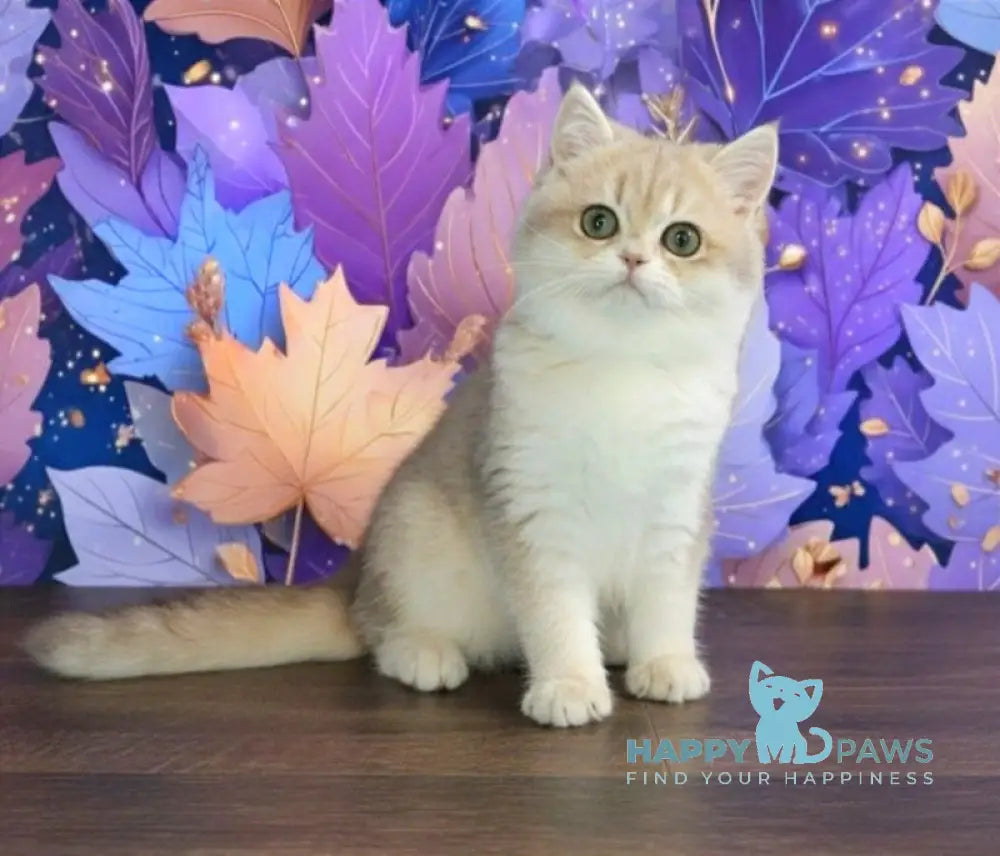 Linda British Shorthair female blue golden chinchilla live animals