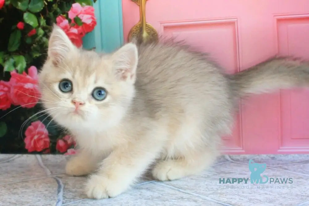 Linda British Shorthair female blue golden chinchilla live animals
