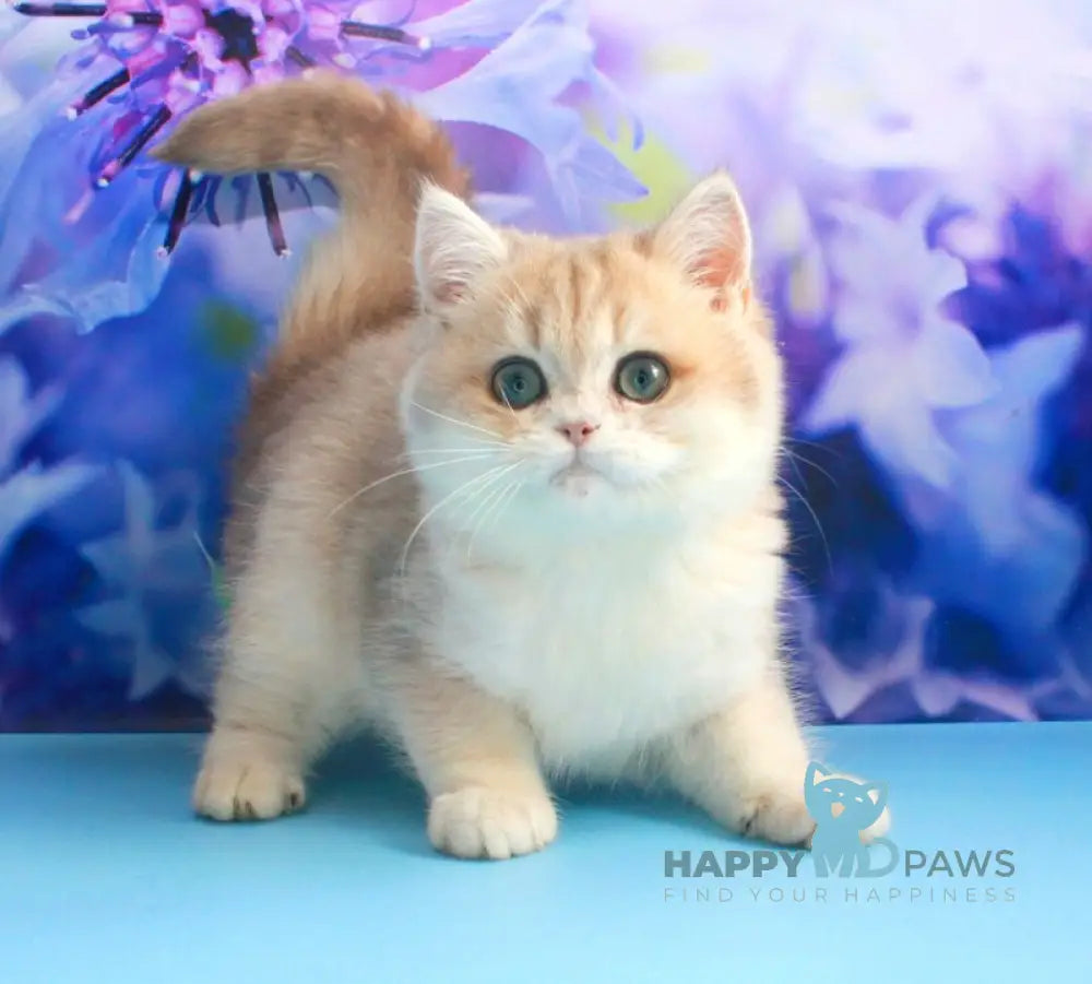 Linda British Shorthair female blue golden chinchilla live animals