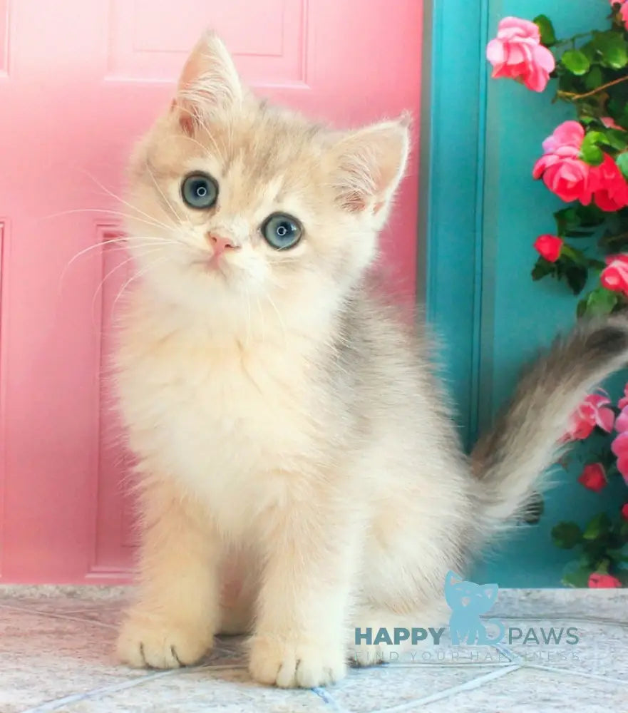 Linda British Shorthair female blue golden chinchilla live animals