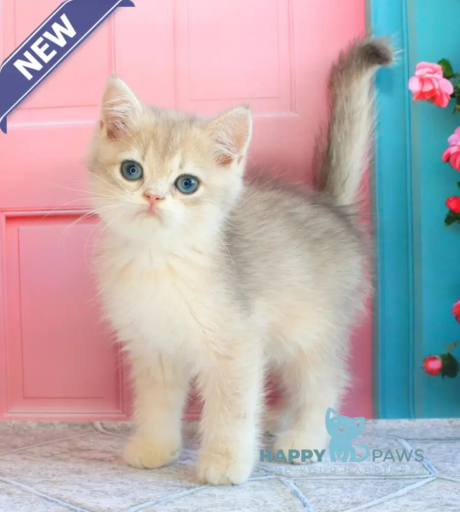 Linda British Shorthair female blue golden chinchilla live animals