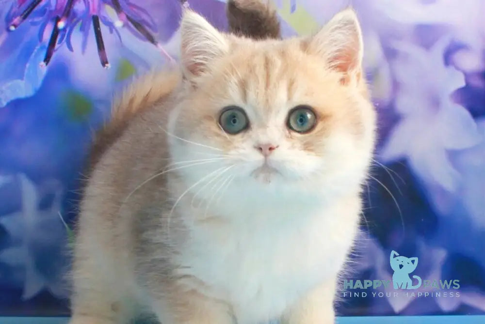 Linda British Shorthair female blue golden chinchilla live animals