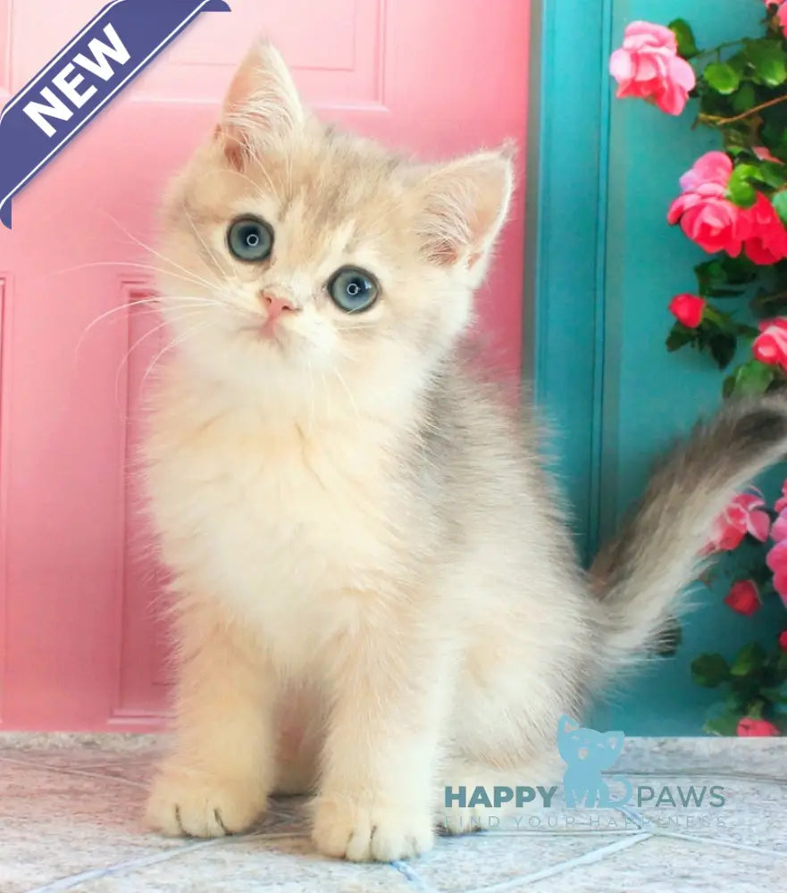 Linda British Shorthair female blue golden chinchilla live animals