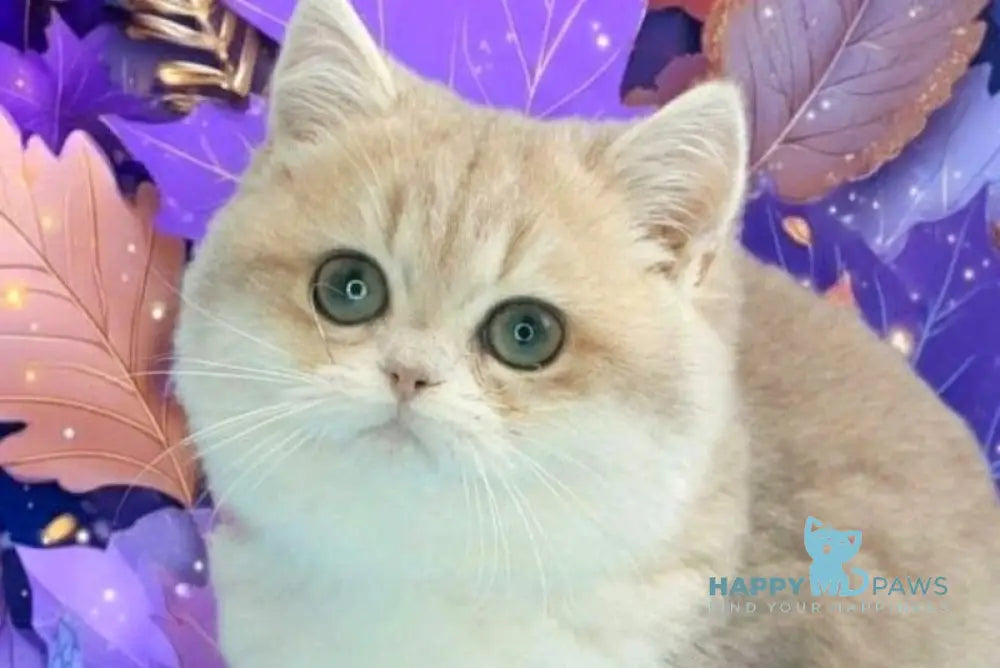 Linda British Shorthair female blue golden chinchilla live animals