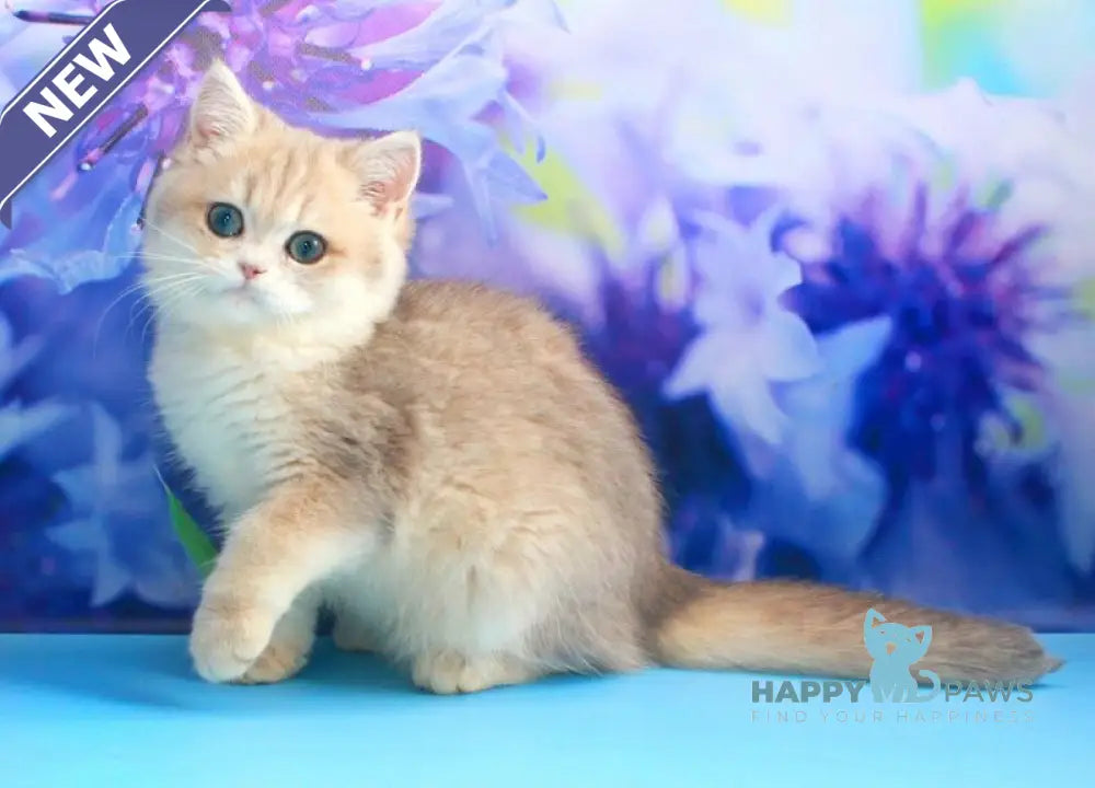 Linda British Shorthair female blue golden shaded live animals