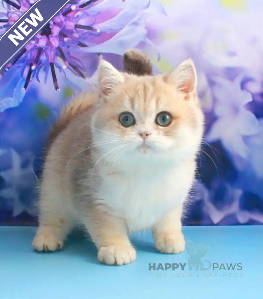 Linda British Shorthair female blue golden shaded live animals