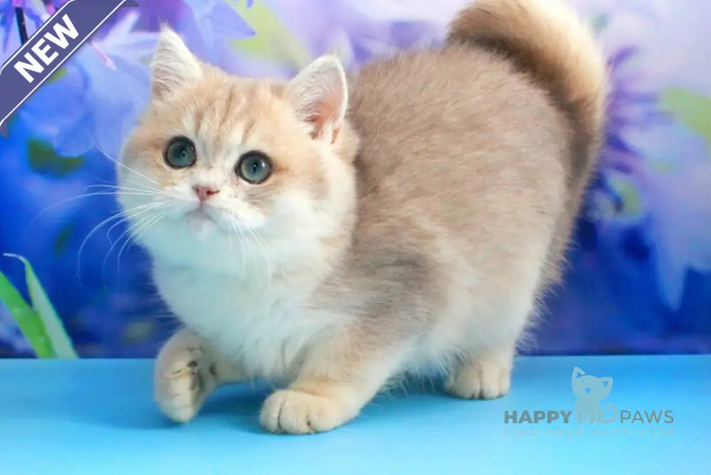 Linda British Shorthair female blue golden shaded live animals