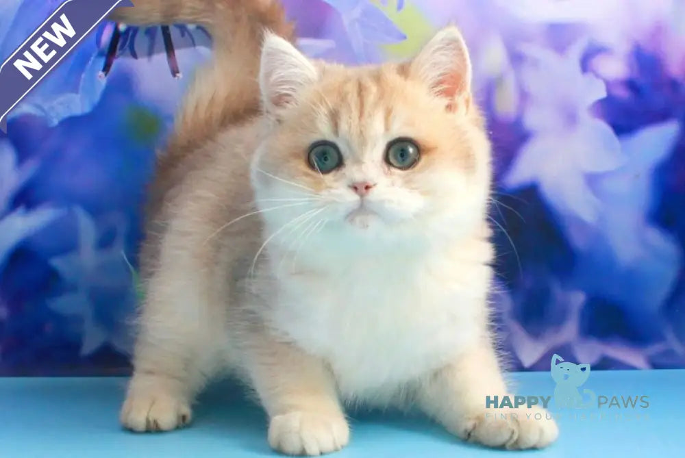 Linda British Shorthair female blue golden shaded live animals