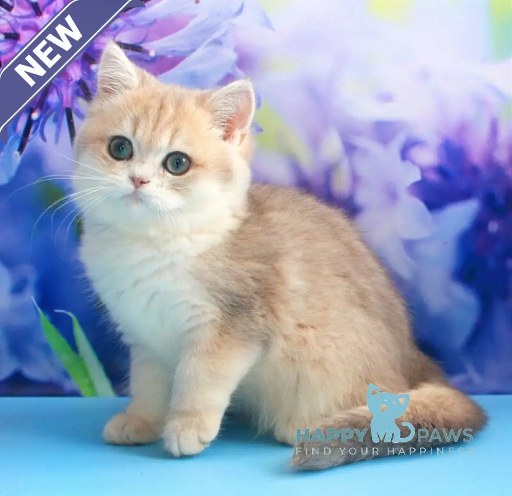 Linda British Shorthair female blue golden shaded live animals