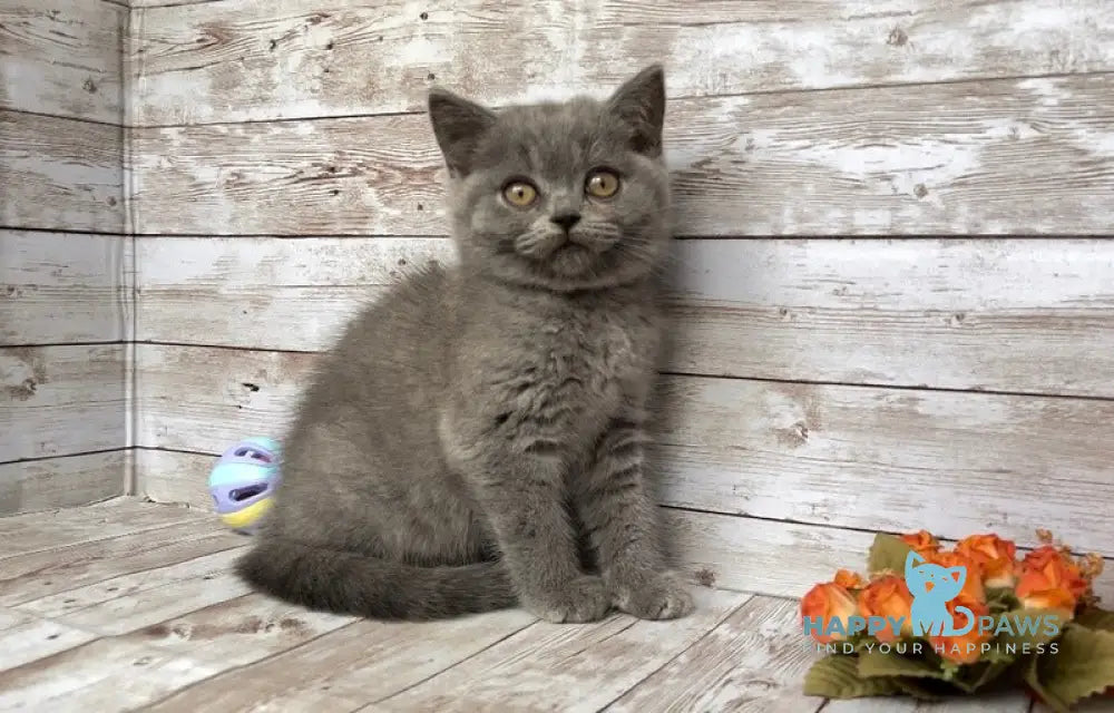 Linda British Shorthair female blue live animals