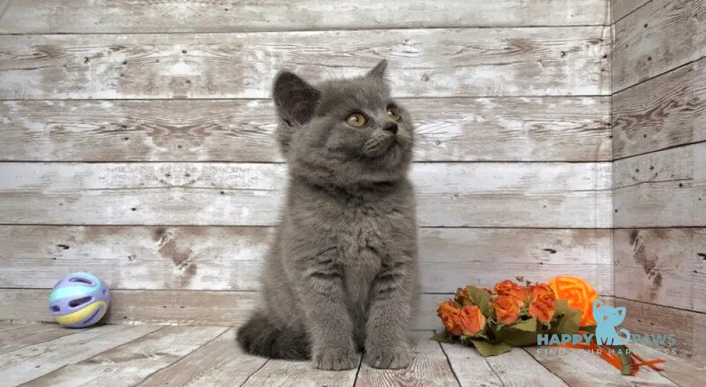 Linda British Shorthair female blue live animals