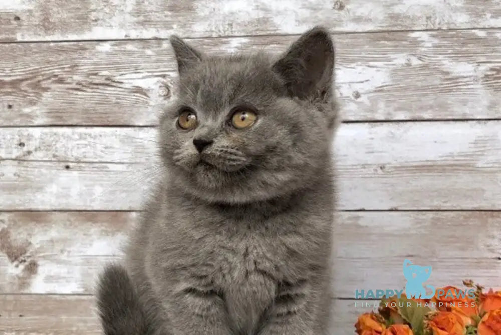 Linda British Shorthair female blue live animals