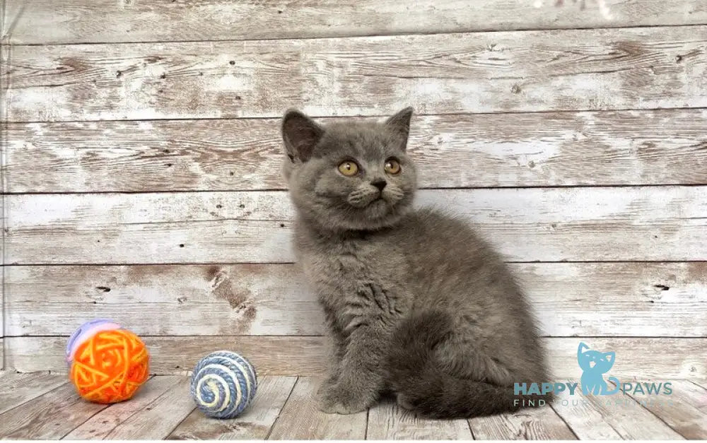 Linda British Shorthair female blue live animals