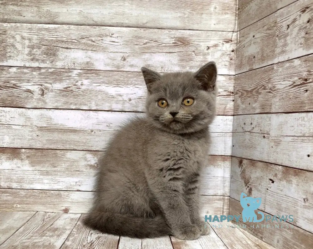 Linda British Shorthair female blue live animals