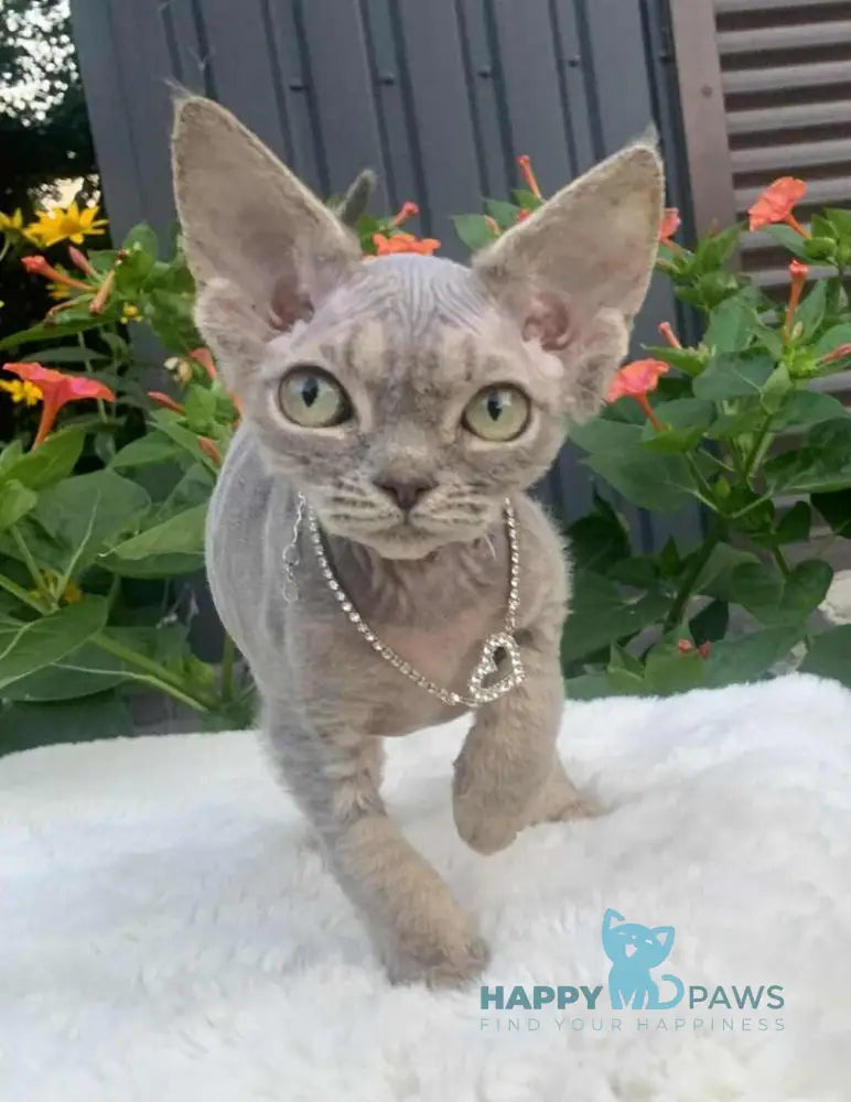 Linda Devon Rex female blue spotted tabby live animals