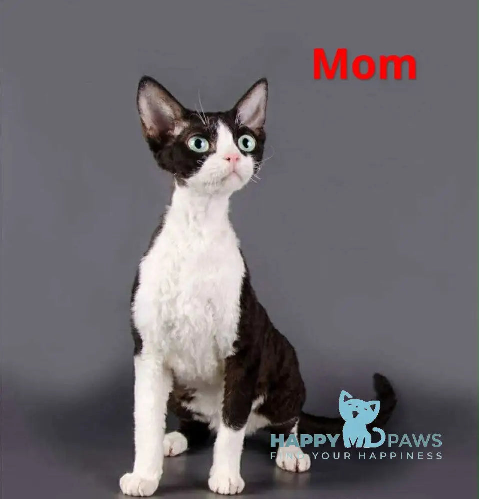 Linda Devon Rex female blue spotted tabby live animals