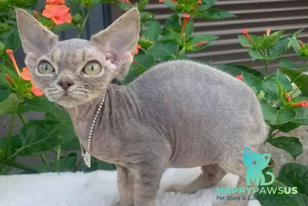 Linda Devon Rex female blue spotted tabby live animals